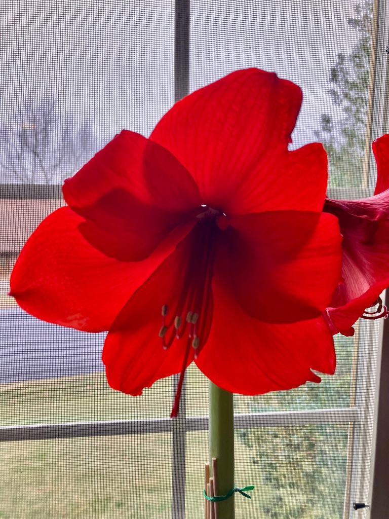 A closeup picture of a bright red amaryllis in bloom at Christmas. A picture of hope in the midst of a bleak winter.