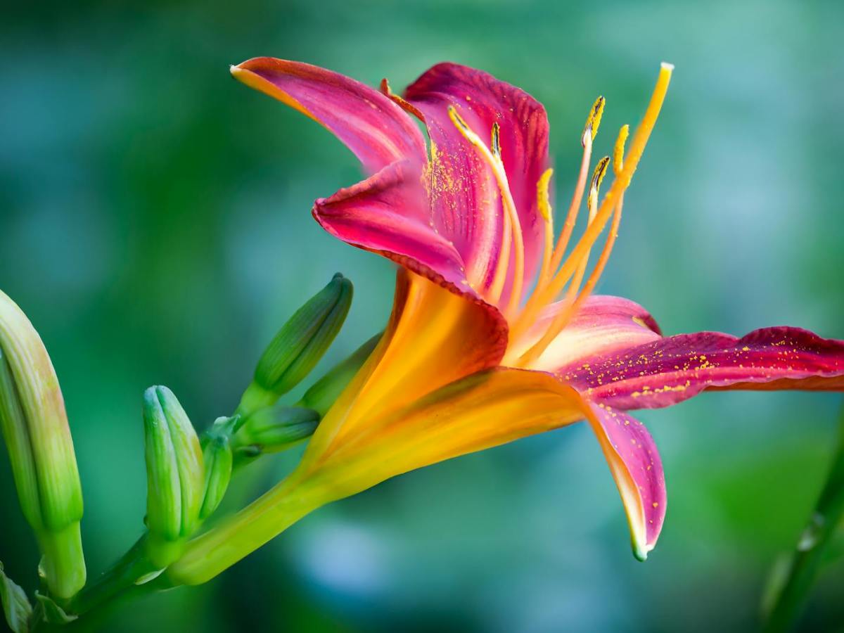 Gardening, Faith, and Resilience: Hope Amid Chronic Health&nbsp;Struggles